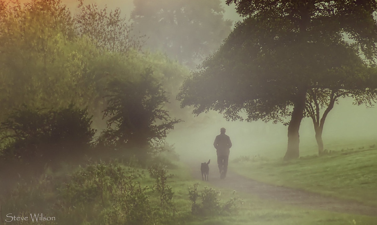 A person walking a dog along a quiet, tree-lined path on a misty morning